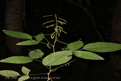 Desmodium laxiflorum